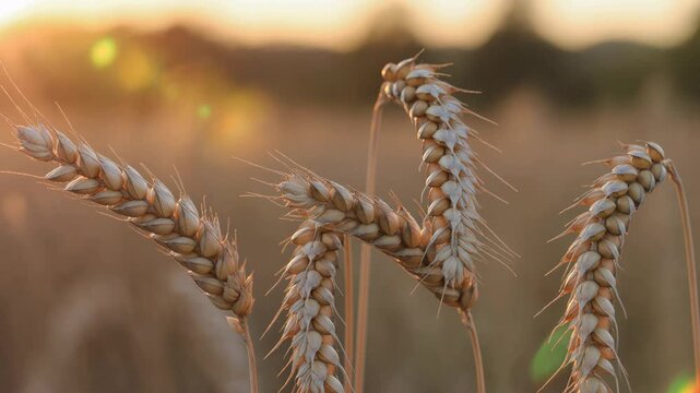 Golden wheat ears swaying in field at sunset