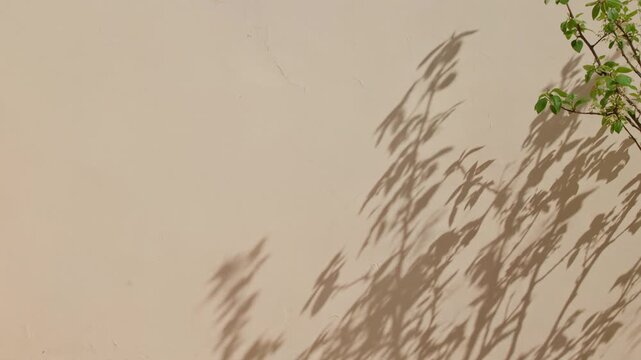 Tree branches shadows swaying on a wall