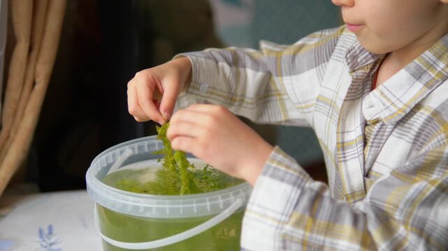 Curious young boy examining a green elodea aquatic plant for a home aquarium