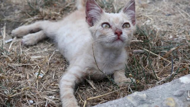 A cat lying down on the grassy ground