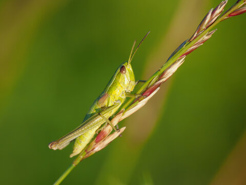 Tiny green grasshopper insect perching on a wild cereal stalk in a summer meadow. Close-up macro photography with sharp details and blurred bright green background. Ideal for nature and eco concept