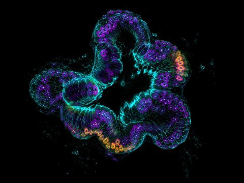 Conceptual fluorescence visualization of human intestinal organoid