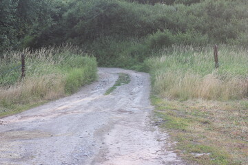 Fototapeta premium A winding dirt road leading into a dense green forest, flanked by tall grass and simple wooden posts