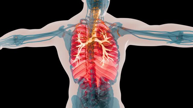 X-Ray Style View of the Human Body Highlighting the Lungs, Bronchi and Diaphragm, Respiratory System Anatomy, 3d render
