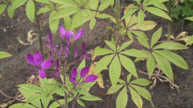 Spider flower (Cleome spinosa) shows vivid purple petals, long stamens and opening buds in shallow depth of field, captured in natural daylight as a near-macro close-up.
