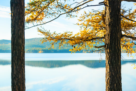 Yellow autumn pine trees on the shore of lake. Mountains are reflected in the water. Turgoyak lake in Southern Urals, Russia.