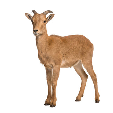 Young ibex standing portrait wildlife animal isolated on transparent background