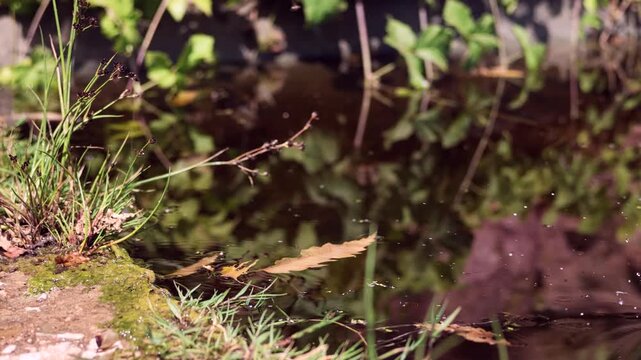Wasserfrosch, Pelophylax, springt ins Wasser, Zeitlupe 8x