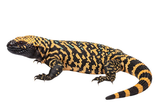 Gila monster lizard isolated on transparent background