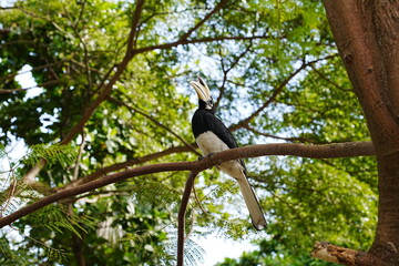 Oriental Pied Hornbill Bird on Branch in Natural Habitat © Jimmy
