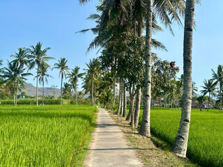 Fototapeta premium Coconut palm trees growing along green rice fields under clear blue sky in rural village landscape