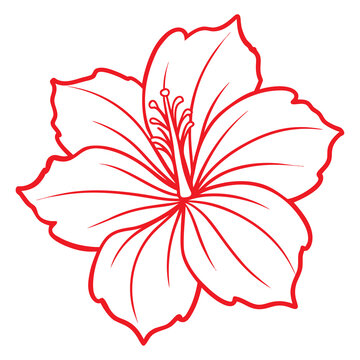 Beautiful Red Hibiscus Flower Illustration