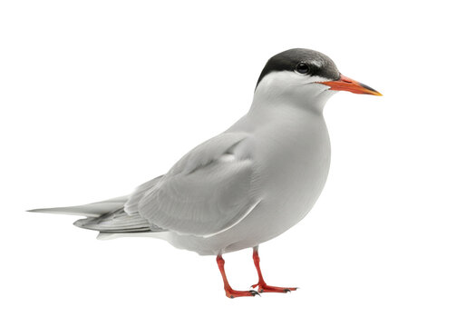 Arctic tern bird isolated on transparent background