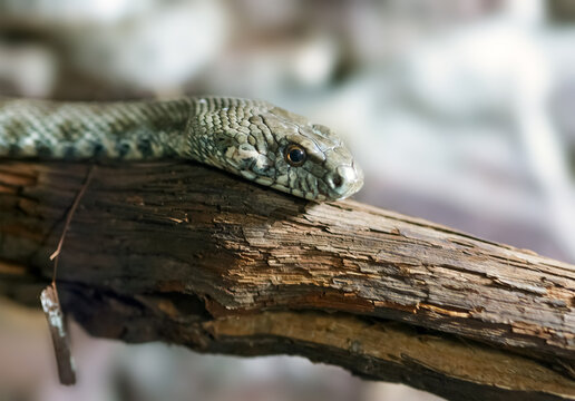 Dice snake with greenish-brown coloration and distinctive head markings