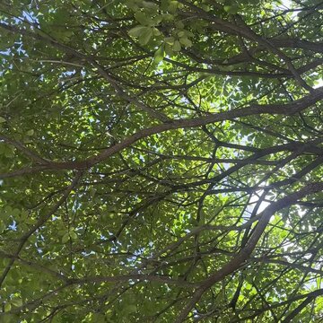 Looking up through tree canopy with rotating branches and leaves