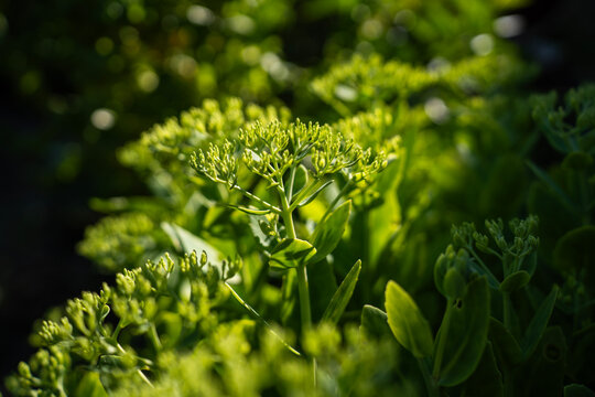 Green flower buds of orpine sedum spectabile plant growing in garden under bright sunlight, representing summer flora and botanical nature.