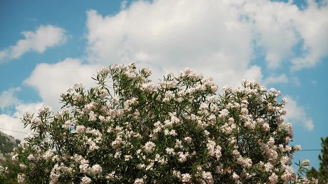 Large oleander bush covered with pale pink flowers under a bright blue sky. Lush Mediterranean vegetation blooms on a sunny summer day