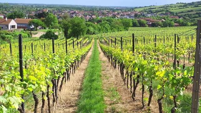 A grassy path runs between rows of young grapevines in a European vineyard.