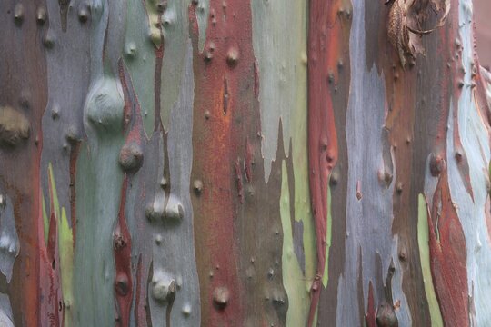 The rainbow eucalyptus tree skin or bark texture background	