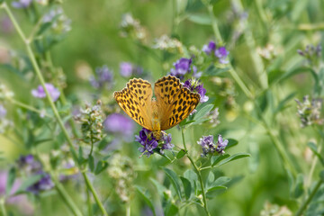 Silver-washed Fritillary butterfly (Argynnis paphia) sitting on violet flower in Zurich, Switzerland © Janine