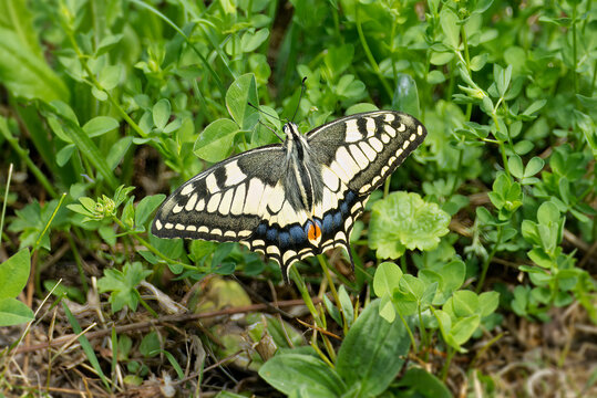 Old World Swallowtail or common yellow swallowtail (Papilio machaon) sitting on pink flower in Zurich, Switzerland