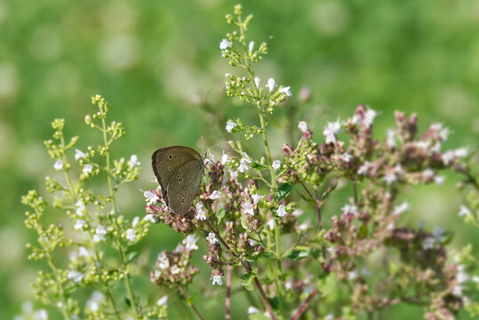 Ringlet (Aphantopus hyperantus) butterfly sitting on a light pink flower in Zurich, Switzerland