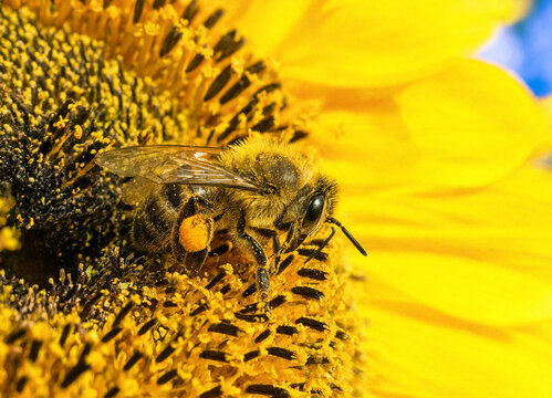 Bee collecting pollen from a bright yellow sunflower in a sunny garden on a warm day