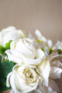 Rosas Blancas