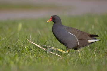 Fototapeta premium The common moorhen - adult bird in spring