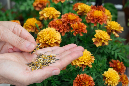 Close-up view of hands holding collected dried marigold seeds with blooming yellow and orange marigold flower in blurred background