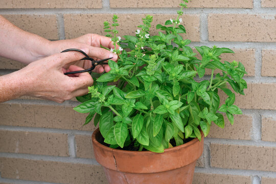 Close-up side view showing hands using small black scissor to prune flowering basil plant in terracotta pot against brick wall