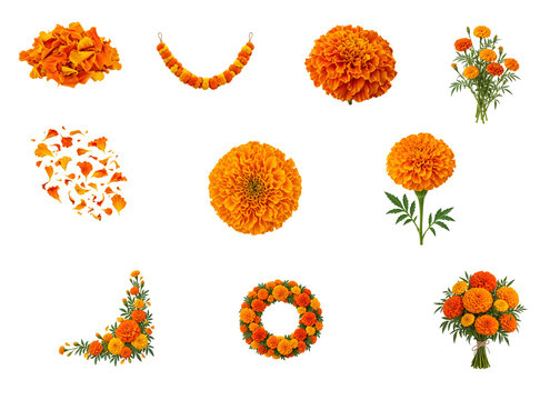 Orange Marigold Flower Collection for Dia de Muertos
