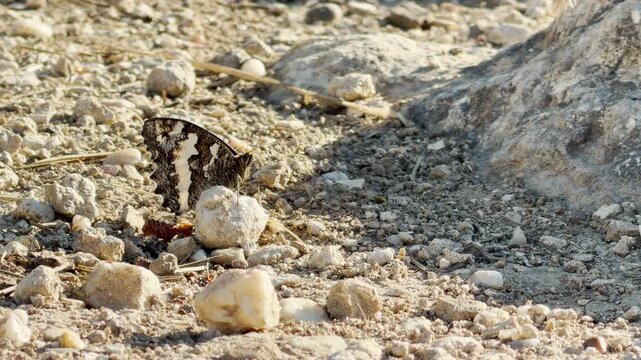A great banded grayling butterfly rests on a rocky path in Crimea. The delicate creature creates a deeply peaceful and calm feeling.