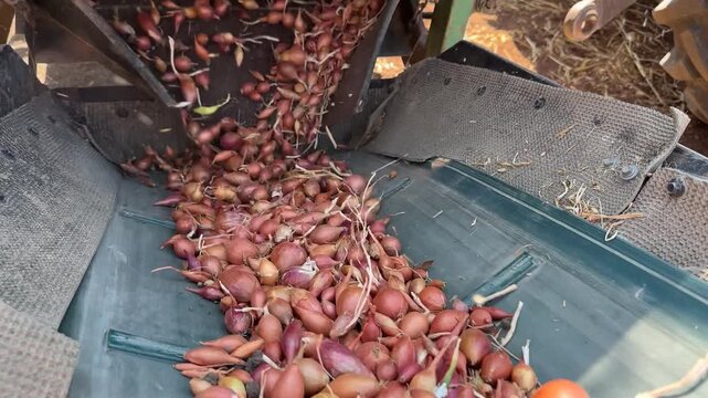 Fresh Shallot Harvest Moving Through Agricultural Machinery, Farm Production, Onion Sets Crop Processing, Rural Farming, Agricultural Equipment