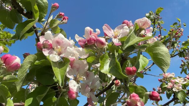 Apple blossom in spring garden