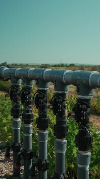 Agricultural irrigation system watering berry crops on a farm field