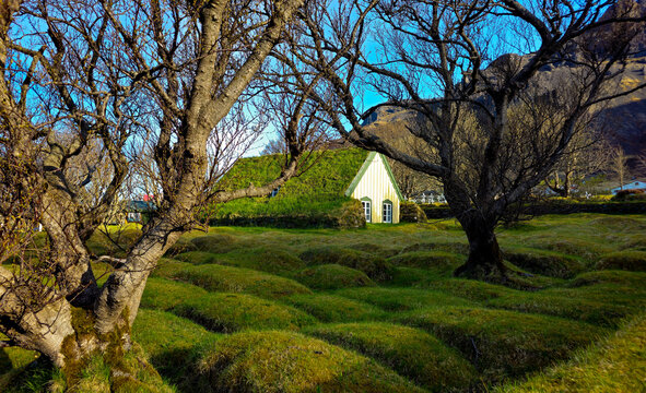 Hofskirkja church, hof iceland turf churches, in a green landscape with bare trees, reflecting traditional nordic architecture. Place of worship, icelandic landscape