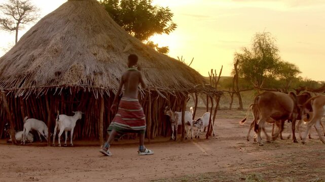 A man herds his cattle past traditional homes in a Hamar tribal village in Ethiopia at sunset.