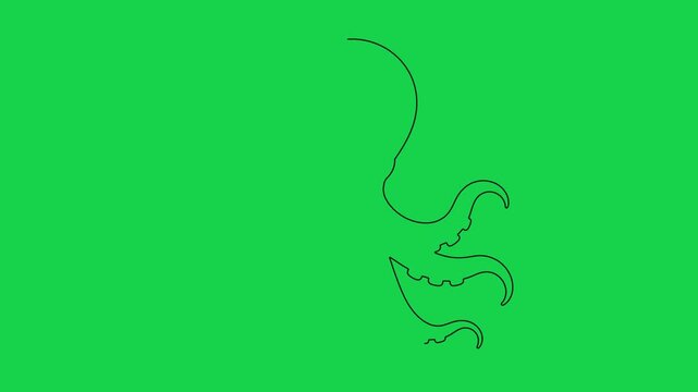 Octopus line art drawing animation continuous stroke style isolated on green screen background.