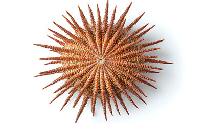 Fototapeta premium Blue Sea Urchin on Isolated Background 