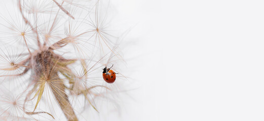 A red ladybird sits on a white dandelion, highlighting the harmony of springtime in a detailed macro shot. Banner with copy space for text © svittlana