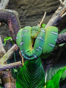 Emerald tree boa coiled tightly around wooden branch