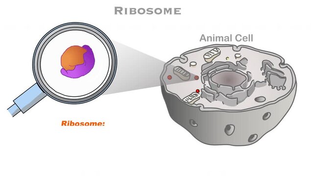 Ribosomes are found in all living cells, diagram animation. Their functions and location within the cell. Cell organelles. Biology footage video