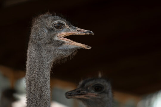 Large ostrich bird on a farm