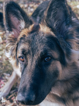 german shepherd dog