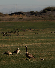 Geese in Field © Rance