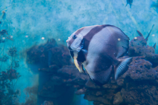 Serene batfish swimming peacefully among coral reef, capturing sense of calm tranquility within deep blue ocean environment