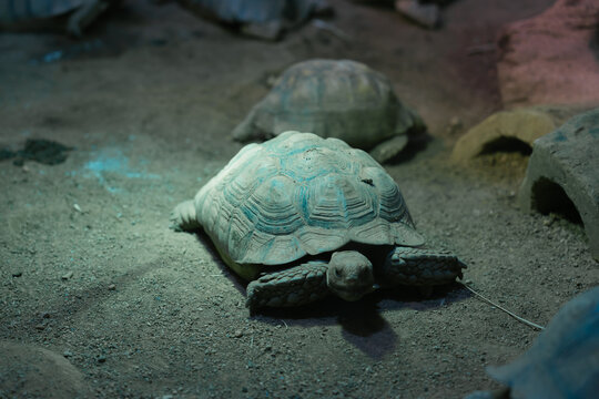 Calm tortoise walking slowly on sand feeling peaceful and relaxed