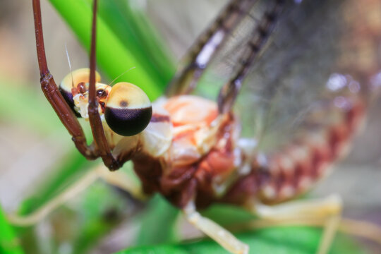 Mayfly with Arms Raised Resting on Green Leaf Macro Nature
