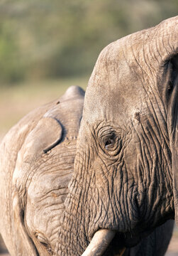Interaction between two African elephants (Loxodonta africana), Addo Elephant National Park, South Africa